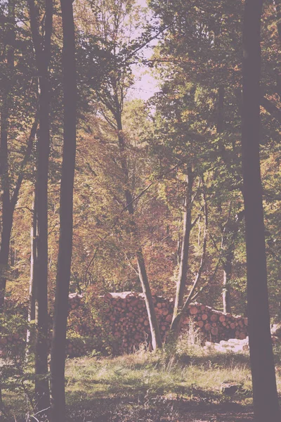 Bosque con hojas de otoño amarillas y marrones Vintage Retro — Foto de Stock