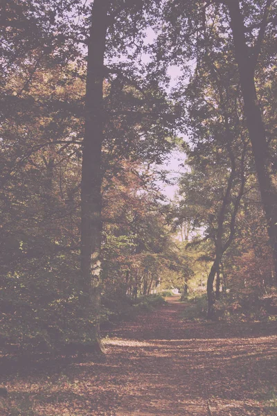 Waldszene mit gelben und braunen Herbstblättern im Retro-Look — Stockfoto