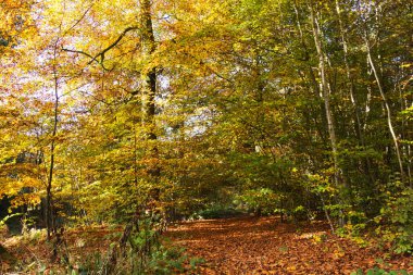 Woodland sahne ile sarı ve kahverengi sonbahar yaprakları
