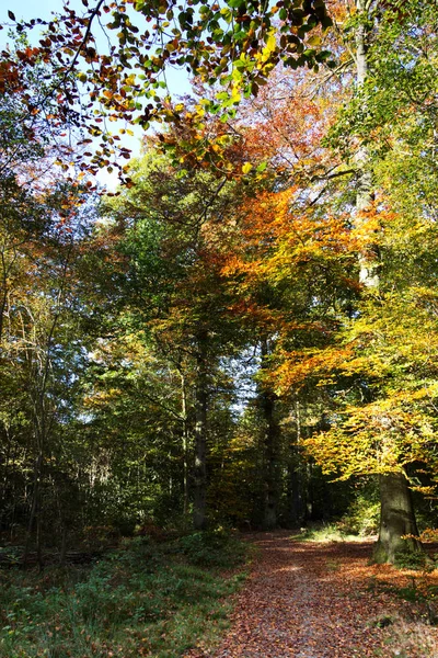 Bosque con hojas de otoño amarillas y marrones — Foto de Stock