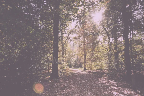 Woodland sahne sarı ve kahverengi sonbahar ile Retro Vintage bırakır — Stok fotoğraf