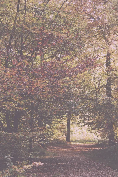 Bosque con hojas de otoño amarillas y marrones Vintage Retro — Foto de Stock