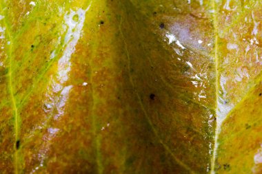 Onları buz dondurulmuş sonbahar yaprakları