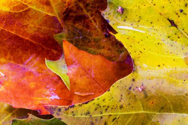 Onları buz dondurulmuş sonbahar yaprakları