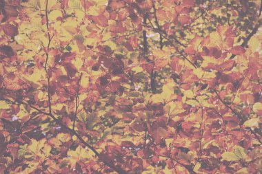Turuncu sarı ve kahverengi Vintage Retro içinde renkli sonbahar yaprakları