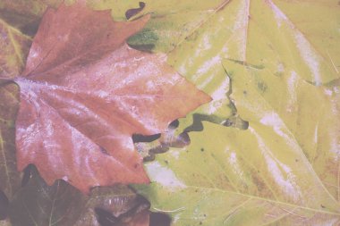 Onları buz ile sonbahar yaprakları Vintage Retro filtre dondurulmuş.