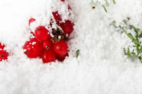 Bagas vermelhas brilhantes cobertas de neve branca — Fotografia de Stock