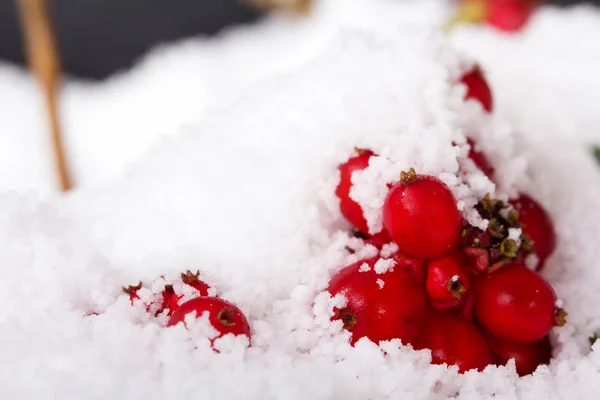 Helder rode bessen bedekt met witte sneeuw — Stockfoto