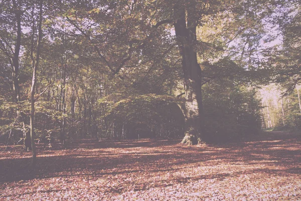 Lesní scénu s žluté a hnědé podzimní listy Vintage Retro — Stock fotografie