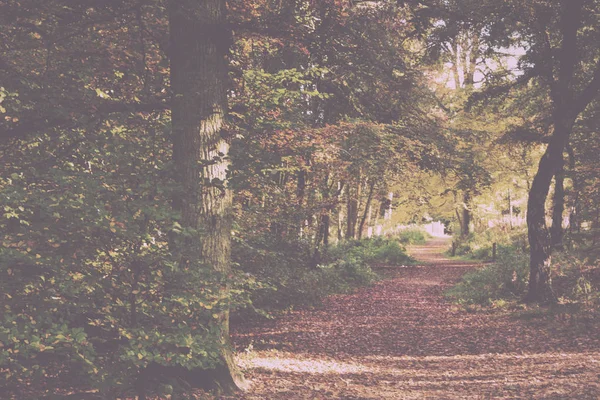 林地现场与黄色和棕色的秋天叶子老式复古 — 图库照片