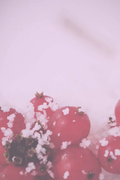 Яскраво-червоні ягоди, покриті білим снігом Урожай Ретро фільтр . — стокове фото