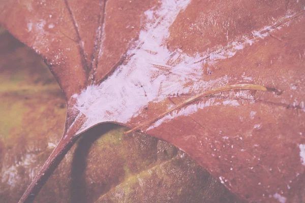 Feuilles d'automne congelées avec de la glace sur eux Filtre rétro vintage . — Photo