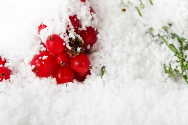 Bright red berries covered in white snow Royalty Free Stock Photos