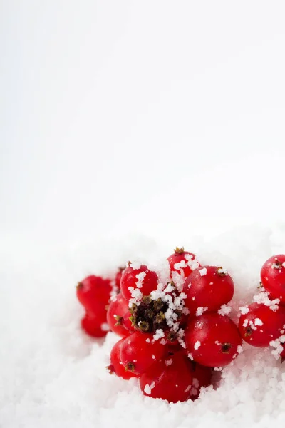 Bright red berries covered in white snow Stock Image