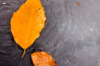 Parlak renkli sonbahar yaprak suda yüzen