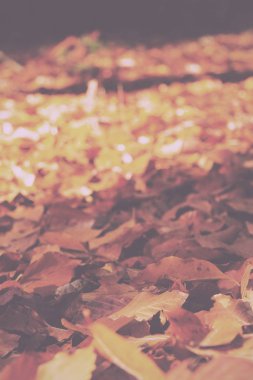 Turuncu sarı ve kahverengi Vintage Retro içinde renkli sonbahar yaprakları