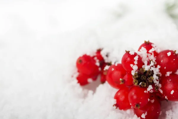 Bagas vermelhas brilhantes cobertas de neve branca — Fotografia de Stock