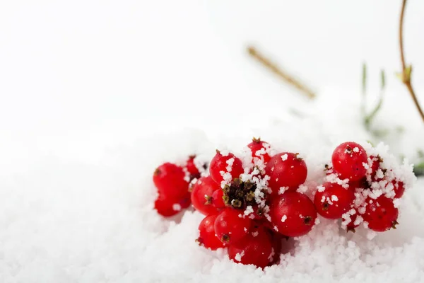 Bagas vermelhas brilhantes cobertas de neve branca — Fotografia de Stock