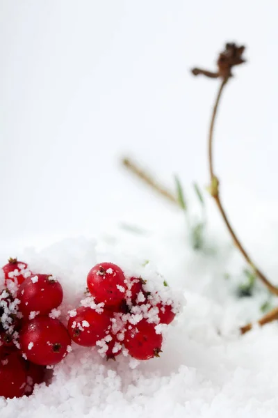 Bagas vermelhas brilhantes cobertas de neve branca — Fotografia de Stock