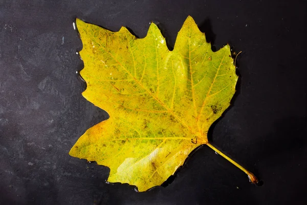Jasne kolorowe jesień liść pływające w wodzie — Zdjęcie stockowe