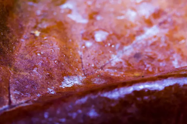 Frozen autumn leaves with ice on them — Stock Photo, Image