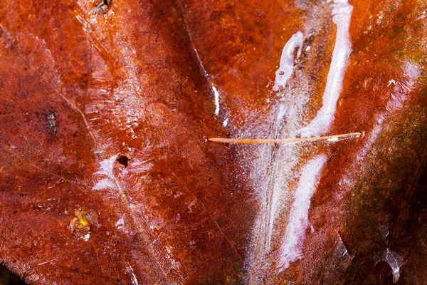 Frozen autumn leaves with ice on them — Stock Photo, Image