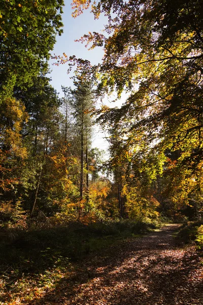 Woodland scène met gele en bruine herfst bladeren — Stockfoto