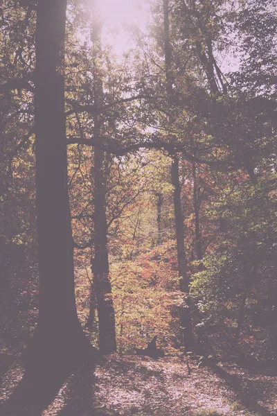 Waldszene mit gelben und braunen Herbstblättern im Retro-Look — Stockfoto