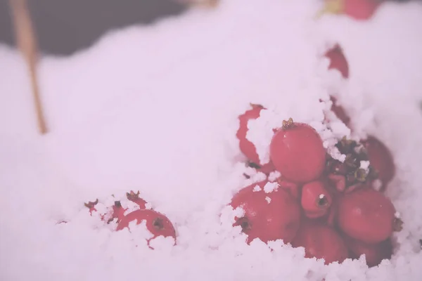 Bacche rosse luminose ricoperte di neve bianca Vintage Retro Filter . — Foto Stock