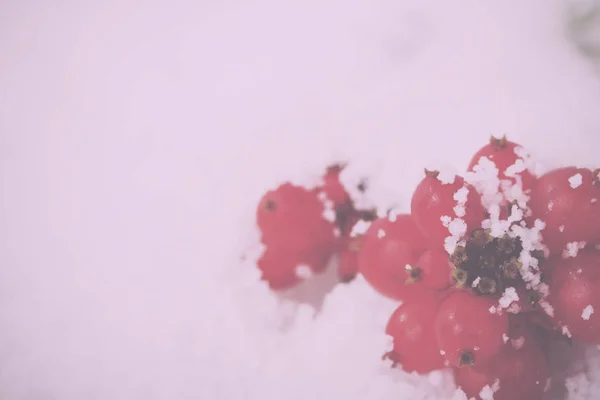 Bagas vermelhas brilhantes cobertas de neve branca Vintage Retro Filter . — Fotografia de Stock