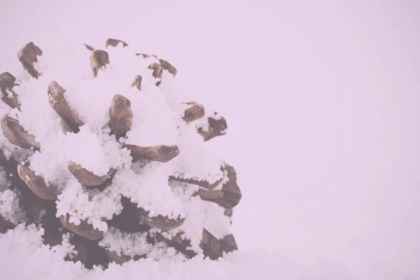 Cône de pin recouvert de neige blanche moelleuse Vintage Filtre rétro . — Photo
