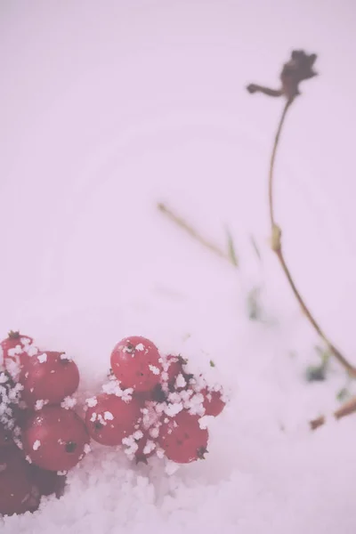 Helder rode bessen bedekt met witte sneeuw Vintage Retro Filter. — Stockfoto