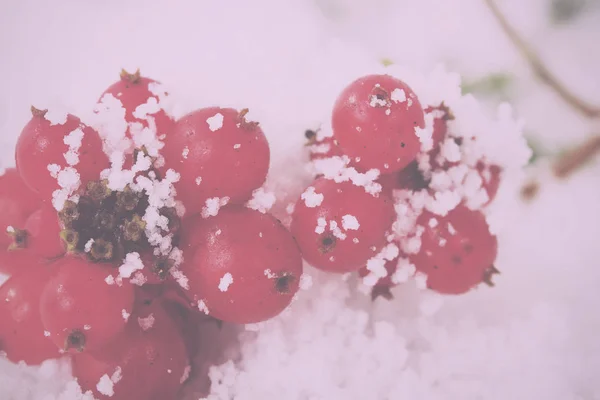 Helder rode bessen bedekt met witte sneeuw Vintage Retro Filter. — Stockfoto