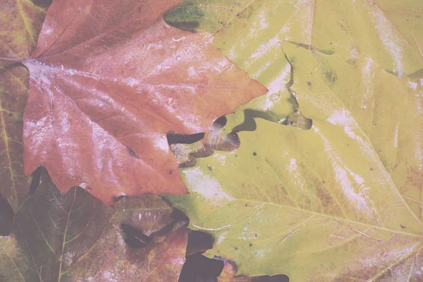 Gefrorene Herbstblätter mit Eis darauf. — Stockfoto