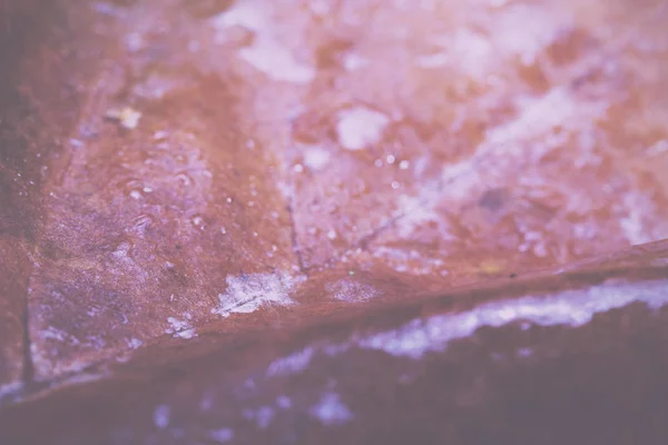 ヴィンテージ レトロなフィルターに氷で紅葉を凍結. — ストック写真