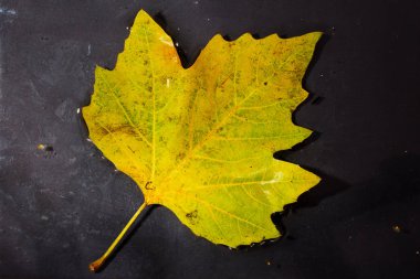 Parlak renkli sonbahar yaprak suda yüzen