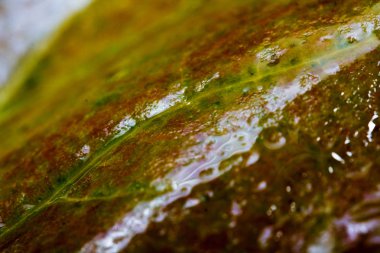 Onları buz dondurulmuş sonbahar yaprakları