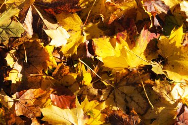 Turuncu sarı ve kahverengi renkli sonbahar yaprakları