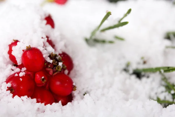 Bagas vermelhas brilhantes cobertas de neve branca — Fotografia de Stock