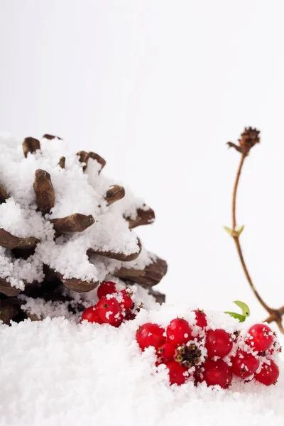 Cone de pinheiro e bagas vermelhas na neve branca — Fotografia de Stock