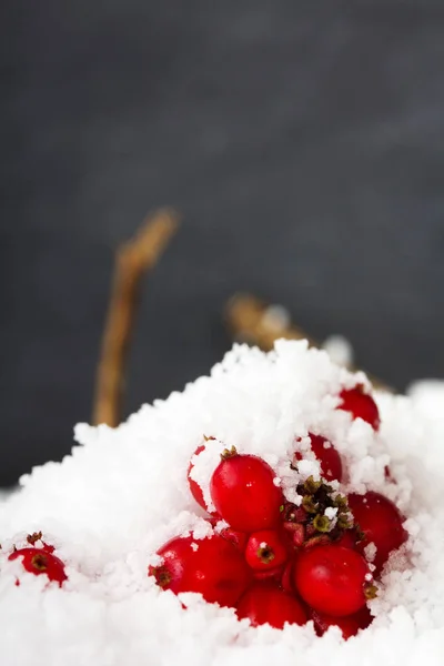 Яскраво-червоні ягоди, покриті білим снігом — стокове фото