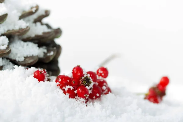 Pine cone en rode bessen in de witte sneeuw — Stockfoto
