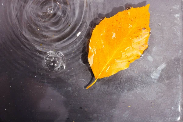 Bright colourful autumn leaf floating in water — Stock Photo, Image