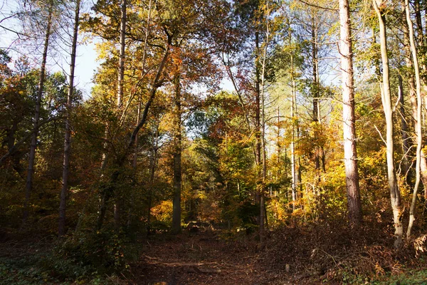 Bosque con hojas de otoño amarillas y marrones — Foto de Stock