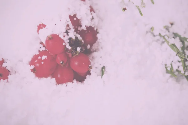 Bacche rosse luminose ricoperte di neve bianca Vintage Retro Filter . — Foto Stock