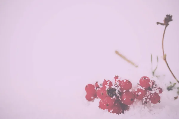 Vintage Retro filtre beyaz karla kaplı parlak kırmızı meyveler. — Stok fotoğraf