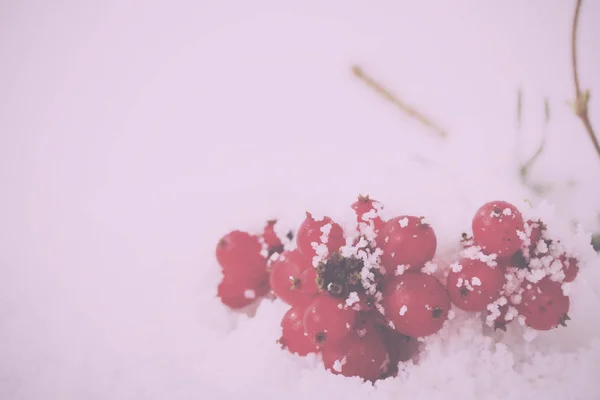 빈티지 복고 필터 흰 눈에 덮여 밝은 붉은 열매. — 스톡 사진