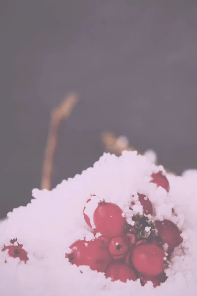 Helder rode bessen bedekt met witte sneeuw Vintage Retro Filter. — Stockfoto