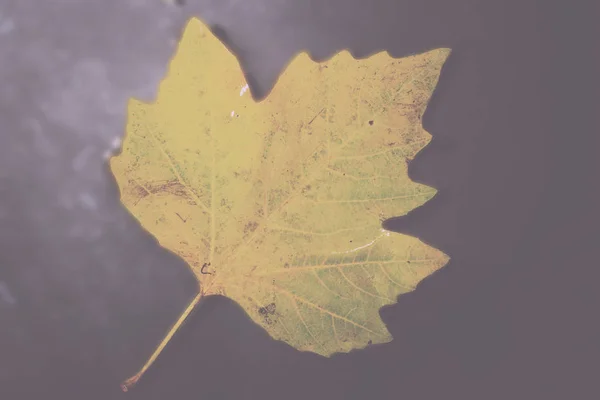 Jasne kolorowe jesień liść pływające w wodzie Vintage Retro Fil — Zdjęcie stockowe