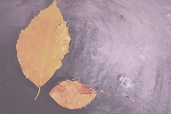 Leuchtend buntes Herbstblatt im Wasser schwimmend vintage retro fil — Stockfoto
